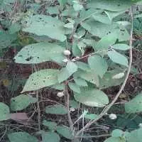 Cây an xoa có mấy loại