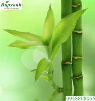 Địa chỉ bán cây thuốc nam tại cần thơ