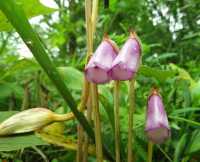 Cây lệ dương