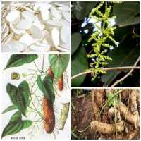 Hoài sơn vị thuốc đại bổ