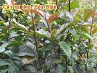 Những điều cần biết về cây xạ đen