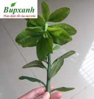 Địa chỉ bán cây thạch anh