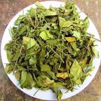 Dây thìa canh có tác dụng như thế nào với người mắc bênh tiểu đường?