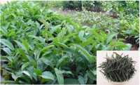 Chè đắng công dụng tuyệt vời trong việc hỗ trợ các bệnh đường tiêu hóa, hỗ trợ bệnh tiểu đường