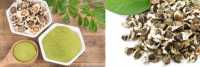 Địa chỉ mua bán hạt chùm ngây ở quảng bình