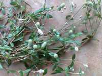 Cây Thuốc Hỗ Trợ Bệnh Gút