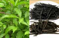 Tìm hiểu những tác dụng của chè đắng, mua chè đắng ở đâu chất lượng