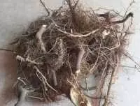 Tìm mua rễ bồ công anh ở đâu chuẩn