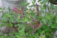 Mua cây hương nhu khô ở đâu