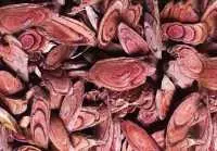 7 công dụng chữa "bách bệnh" của cỏ máu có thể bạn chưa biết