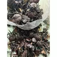 Lợi ích của nấm cổ cò đối với sức khỏe mà ít người biết đến