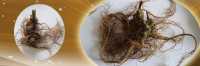 ĐỊA CHỈ BÁN SÂM NGỌC LINH VA SÂM LAI CHÂU TẠI TIỀN GIANG GIÁ RẺ