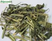 Địa chỉ bán cây xương khỉ hay con gọi là cây mảnh cộng, cây bìm bịp tại khánh hoà