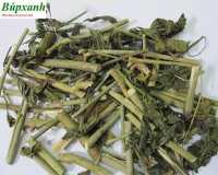 Địa chỉ bán cây xương khỉ hay con gọi là cây mảnh cộng, cây bìm bịp tại thừa thiên huế