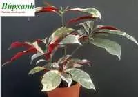 Địa chỉ bán cây đơn lá đỏ, cây đơn mặt trời tại cần thơ chữa mẫn ngứa mề đay