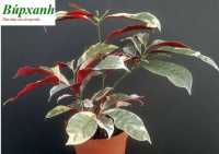 Địa chỉ bán cây đơn lá đỏ, cây đơn mặt trời tại hải phòng ( tphp ) chữa mẫn ngứa mề đay