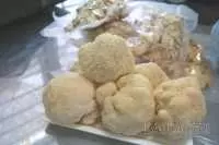 Nhân giống thành công 2 giống nấm dược liệu mới tại Lào Cai