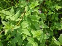 Tác dụng của cây mần ri hoa vàng, hoa tím chữa đau lưng  thoát vị đĩa đệm, giải độc gan