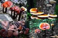 Nấm lim xanh rừng giá bao nhiêu 1kg