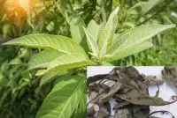 Mai hoa băng phiến, Long não hương, đại ngải, mai phiến, mai hoa não, ngải nạp hương, co nát