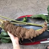 MUA SÂM 7 LÁ (THẤT DIỆP NHẤT CHI HOA) Ở ĐÂU TẠI HÀ NỘI UY TÍN CHẤT LƯỢNG NHẤT