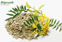 Uống phan tả diệp có hại không