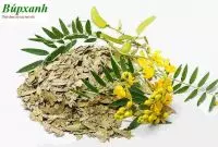 Uống phan tả diệp có hại không