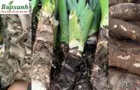 Củ bạc hà núi có độc không