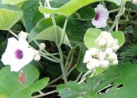 Cây bạc thau, dây bạc thau, thau bạc, mộ bạc, thảo bạc, bạch hạc đằng, bạch hoa đằng, bạc sau, chấp miên, lú lớn, chấp miên, pác túi