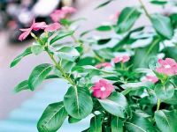 Cây dừa cạn: Vị thuốc dân gian với nhiều công dụng chữa bệnh