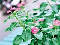 Cây dừa cạn: Vị thuốc dân gian với nhiều công dụng chữa bệnh