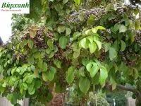 Mua cây nhội ở đâu giá rẻ chữa đau nhức