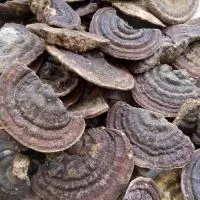 Công dụng của nấm Linh chi - Bệnh viện Đa khoa Nhân Dân 115