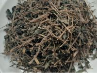 Cách sử dụng cây thuốc dòi tím chữa ho viêm phổi