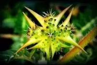 Bạch Tật Lê (Quỷ Kiến Sầu) – Dược Liệu Tăng Cường Sinh Lực, Hỗ Trợ Sức Khỏe Toàn Diện