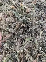 Cây cải trời kết hợp ké đầu ngựa, cây xạ đen hỗ trợ bướu cổ