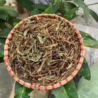 Địa Chỉ Bán Cây Nghể Răm Chất Lượng Cao Tại Búp Xanh – Công Dụng, Cách Dùng Và Những Bài Thuốc Dân Gian Hiệu Quả