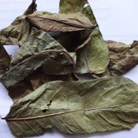 Địa chỉ bán lá muồng trâu uy tín – Cách chọn dược liệu đúng và sử dụng an toàn