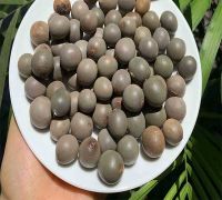 Hạt Móc Mèo Và Hạt Mắt Mèo Có Giống Nhau Không? Cách Phân Biệt Chính Xác