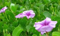 Rau Muống Biển Là Cây Gì? Đặc Điểm, Tên Khoa Học Và Cách Nhận Biết