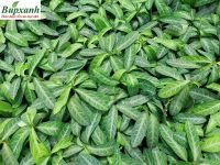 Cây Lưỡi Nhân Và Cây Lưỡi Người Có Phải Là Một Loại Không?