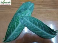 Cây Lưỡi Nhân Có Tác Dụng Gì?