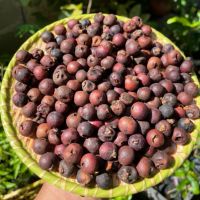 Trái Đủng Đỉnh Là Gì? Đặc Điểm, Tên Khoa Học Và Cách Nhận Biết