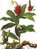 Cây cát lồi chữa viêm khớp, tiểu đường