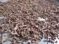 Bán cây cát lồi hcm