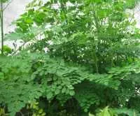 Địa chỉ bán cây chùm ngây tại an giang