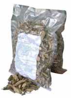 Địa chỉ bán cây an xoa tại TPHCM